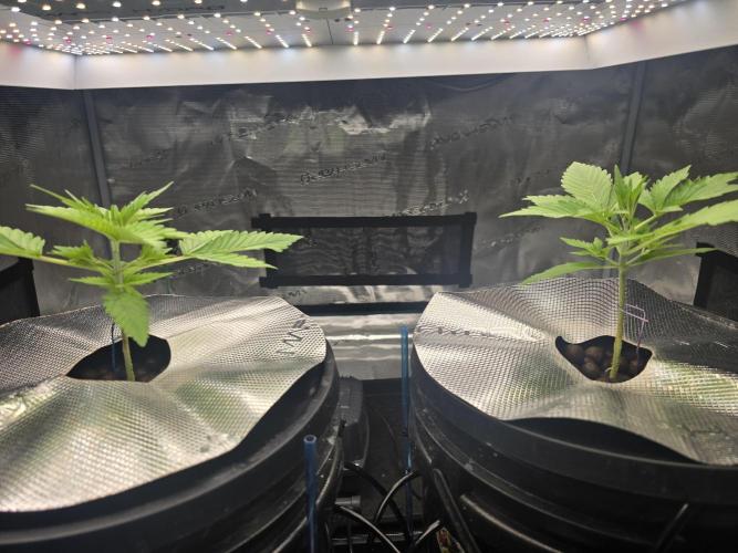 First time with Hydro. Week 3 - July 17th