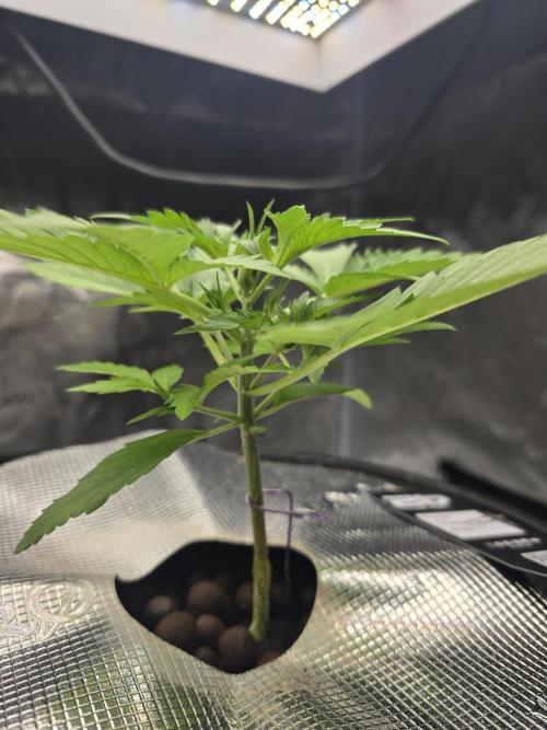 First time with Hydro. Week 3 - July 18th water change day.