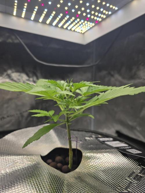 First time with Hydro. Week 3 - July 18th water change day.