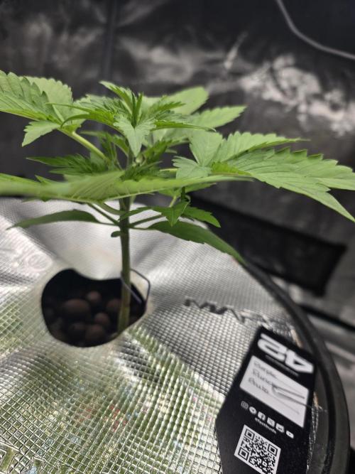 First time with Hydro. Week 3 - July 18th water change day.