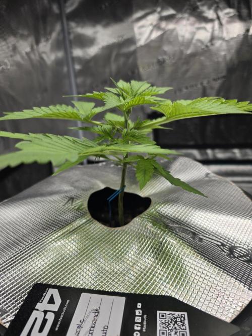 First time with Hydro. Week 3 - July 18th water change day.