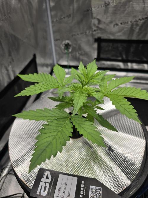 First time with Hydro. Week 3 - July 18th water change day.