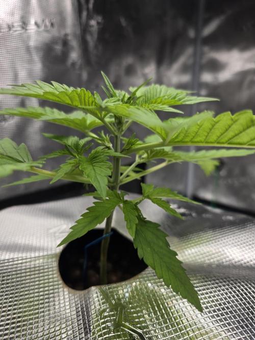 First time with Hydro. Week 3 - July 18th water change day.