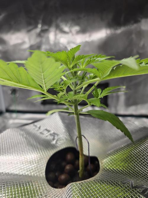First time with Hydro. Week 3 - July 18th water change day.