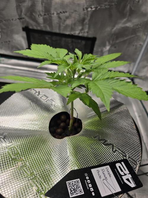 First time with Hydro. Week 3 - July 18th water change day.