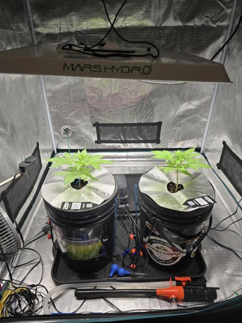 First time with Hydro. Week 3 - July 18th water change day.