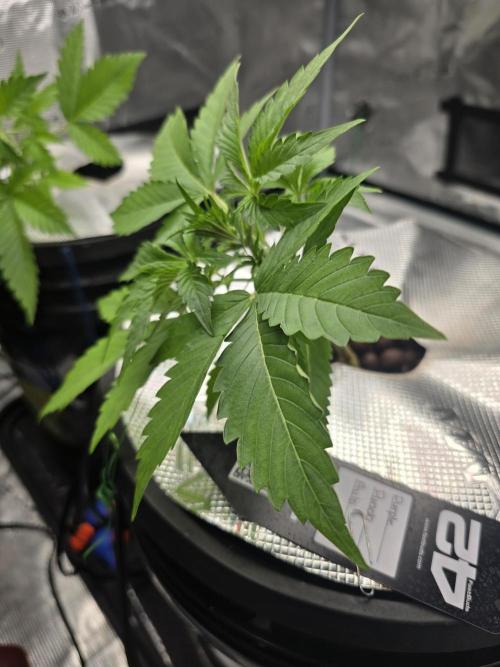 First time with Hydro. Week 4 - July 19th