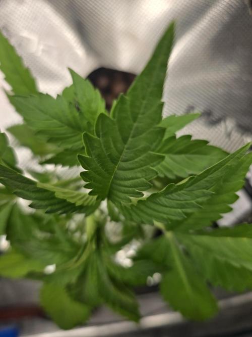 First time with Hydro. Week 4 - July 19th