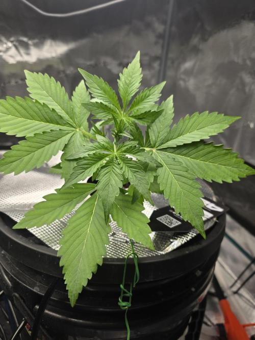 First time with Hydro. Week 4 - July 19th