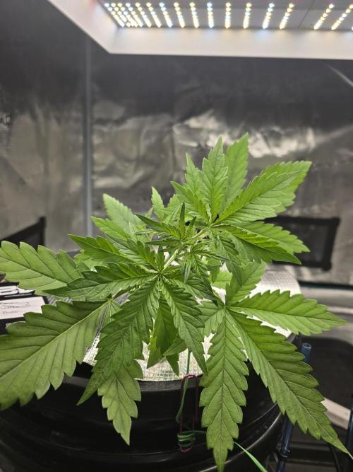First time with Hydro. Week 4 - July 19th