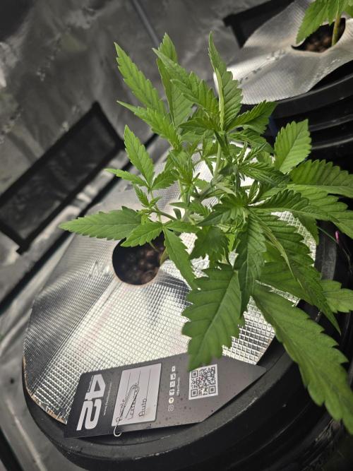 First time with Hydro. Week 4 - July 19th