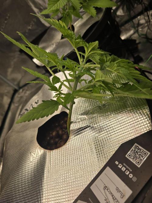 First time with Hydro. Week 4 - July 19th