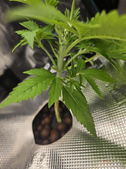 First time with Hydro. Week 4 - July 19th