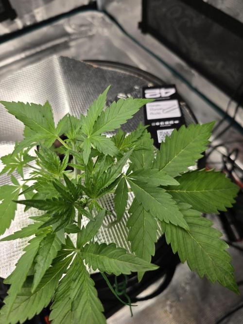 First time with Hydro. Week 4 - July 20th