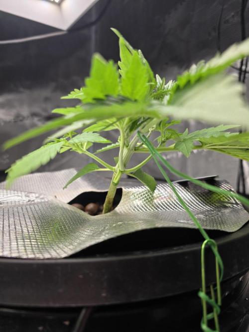 First time with Hydro. Week 4 - July 20th