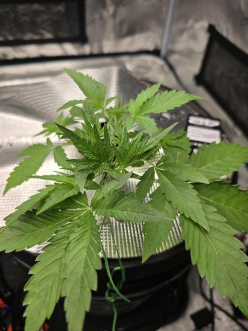 First time with Hydro. Week 4 - July 20th
