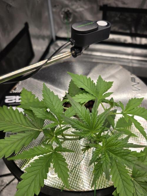 First time with Hydro. Week 4 - July 20th