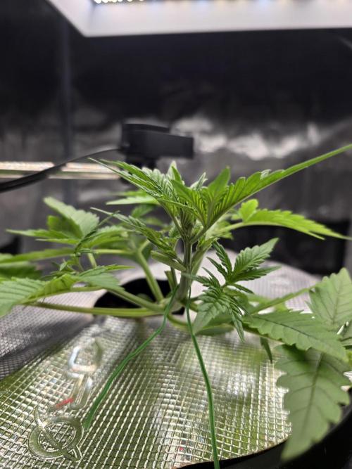 First time with Hydro. Week 4 - July 20th
