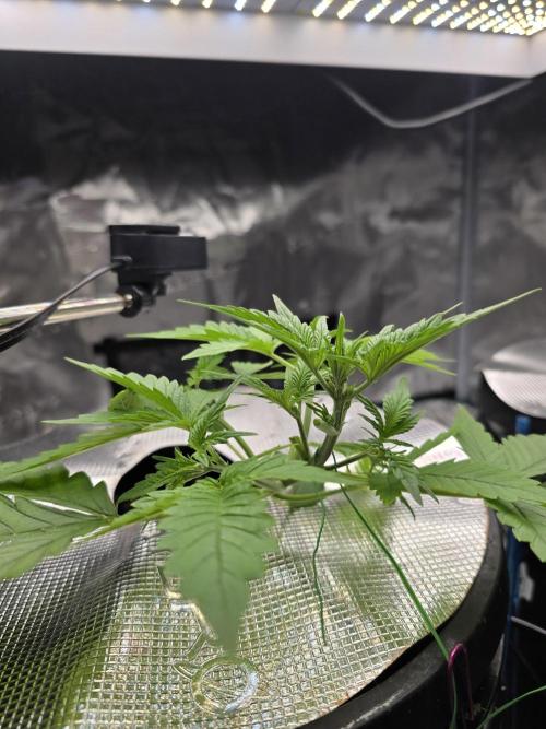 First time with Hydro. Week 4 - July 20th