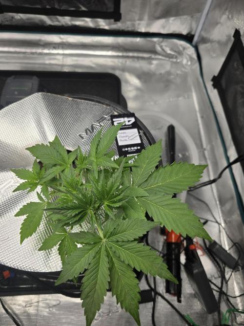 First time with Hydro. Week 4 - July 22nd