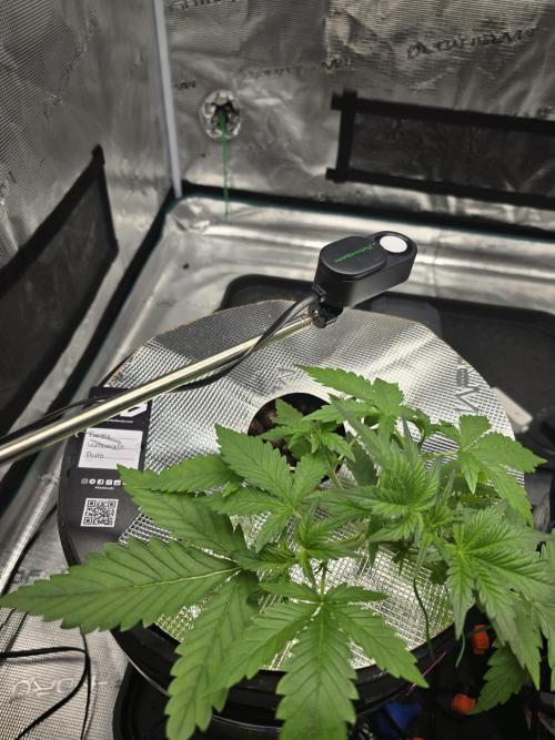 First time with Hydro. Week 4 - July 22nd