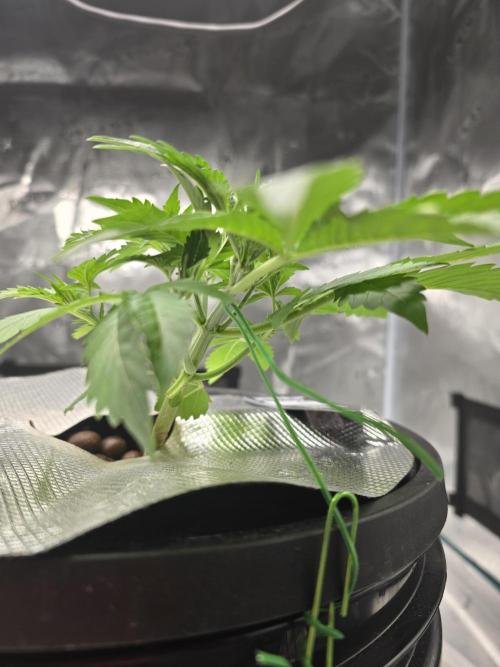 First time with Hydro. Week 4 - July 22nd