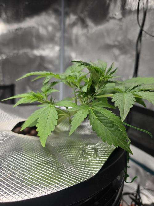 First time with Hydro. Week 4 - July 22nd