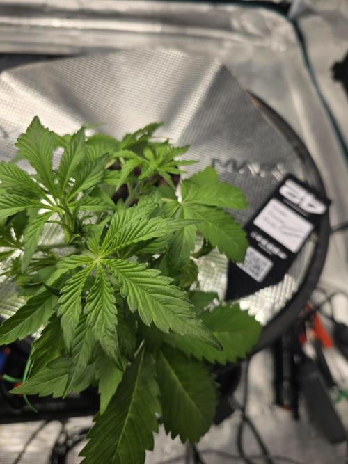 First time with Hydro. Week 4 - July 22nd