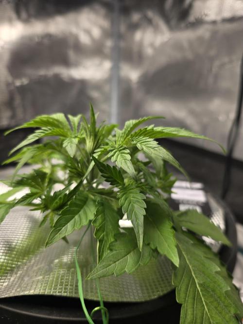 First time with Hydro. Week 4 - July 22nd