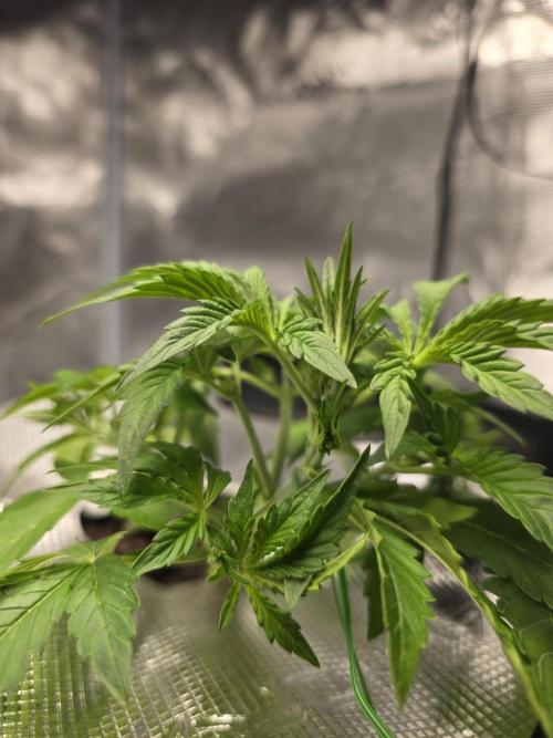 First time with Hydro. Week 4 - July 22nd