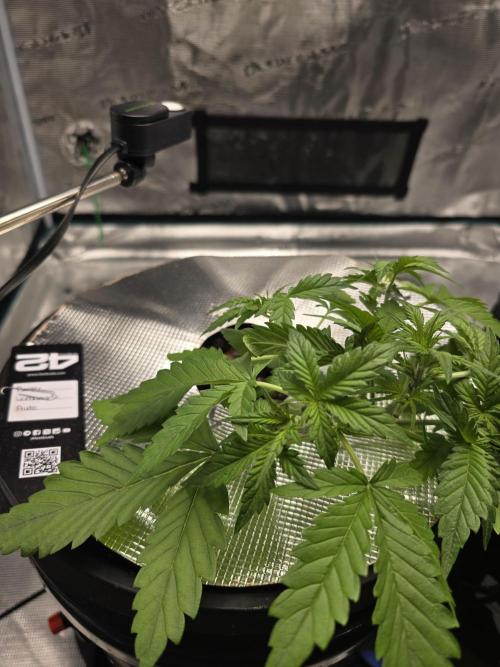 First time with Hydro. Week 4 - July 22nd