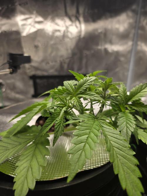 First time with Hydro. Week 4 - July 22nd