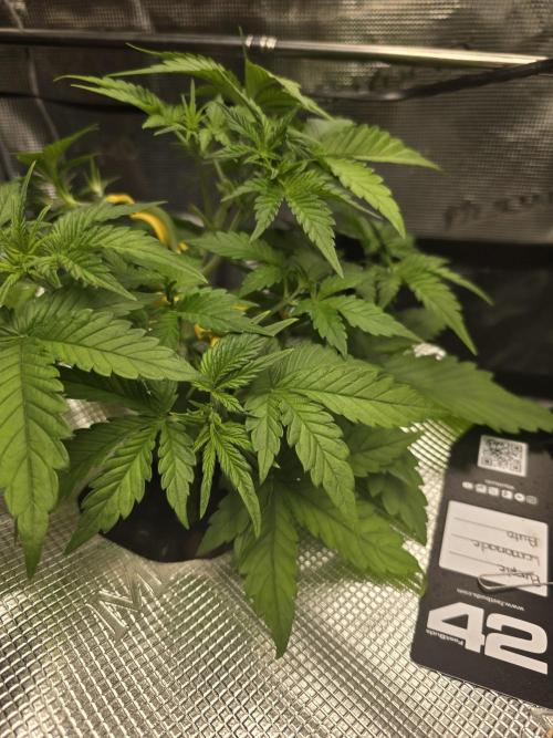 First time with Hydro. Week 4 - July 25th