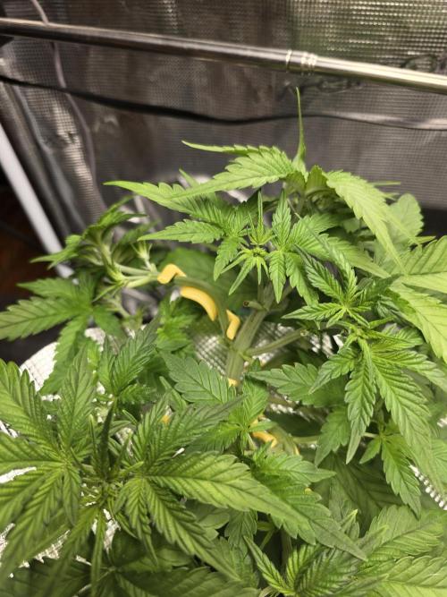 First time with Hydro. Week 4 - July 25th