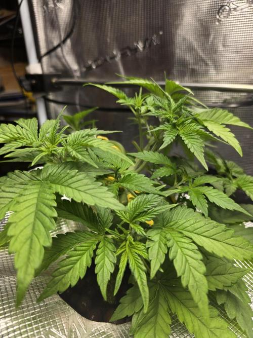 First time with Hydro. Week 4 - July 25th
