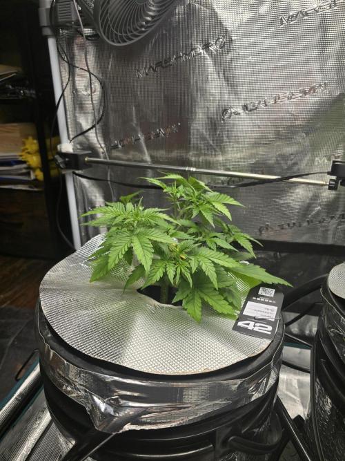 First time with Hydro. Week 4 - July 25th