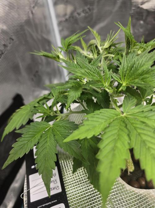 First time with Hydro. Week 4 - July 25th
