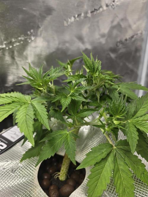 First time with Hydro. Week 4 - July 25th