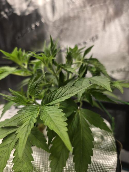 First time with Hydro. Week 4 - July 25th
