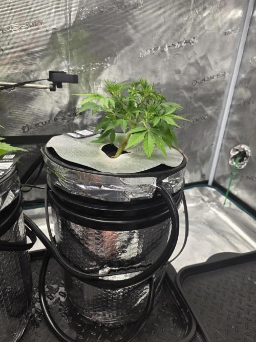 First time with Hydro. Week 4 - July 25th