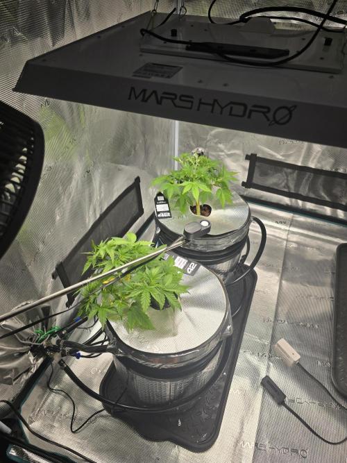 First time with Hydro. Week 4 - July 25th