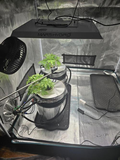 First time with Hydro. Week 4 - July 25th