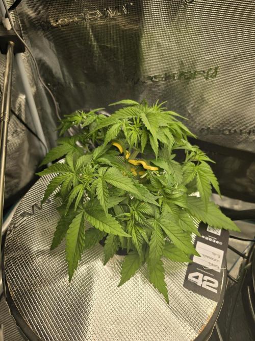 First time with Hydro. Week 5