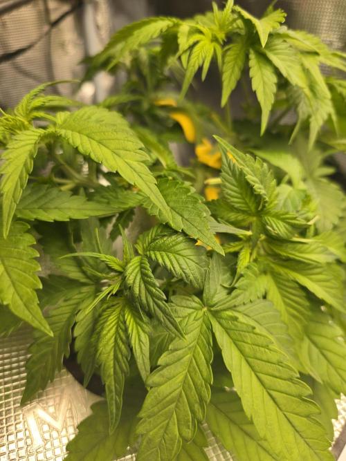 First time with Hydro. Week 5