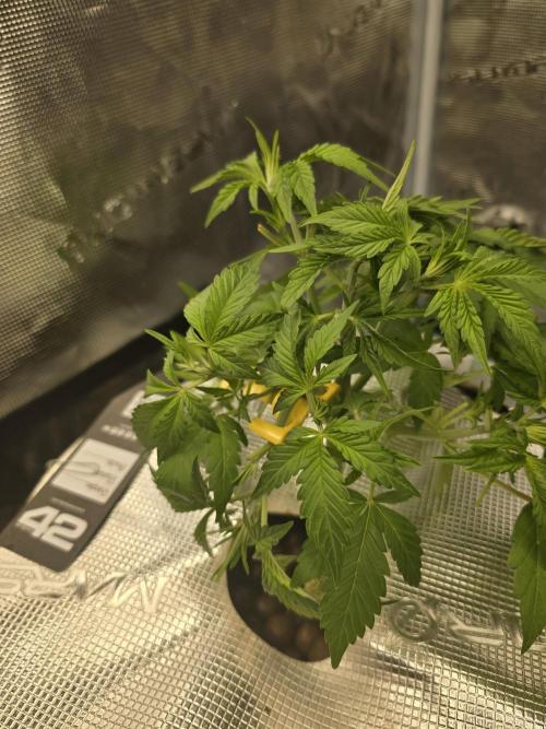 First time with Hydro. Week 5