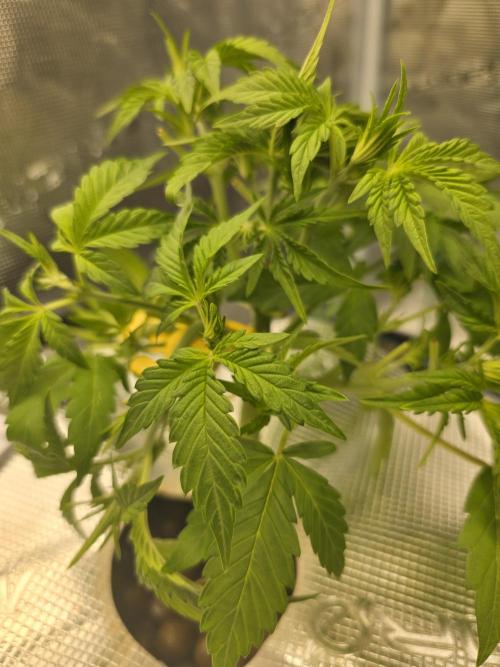 First time with Hydro. Week 5