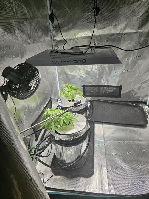 First time with Hydro. Week 5