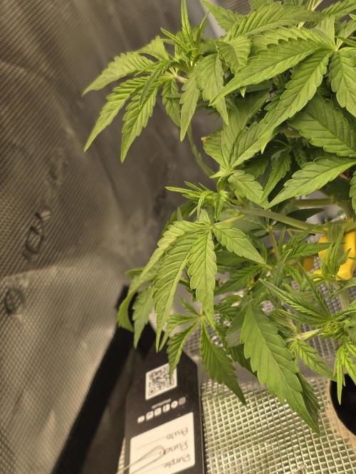 First time with Hydro. Week 5