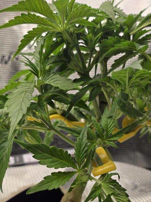 First time with Hydro. Week 5