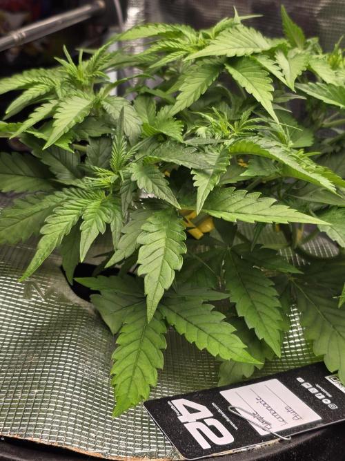 First time with Hydro. Week 5